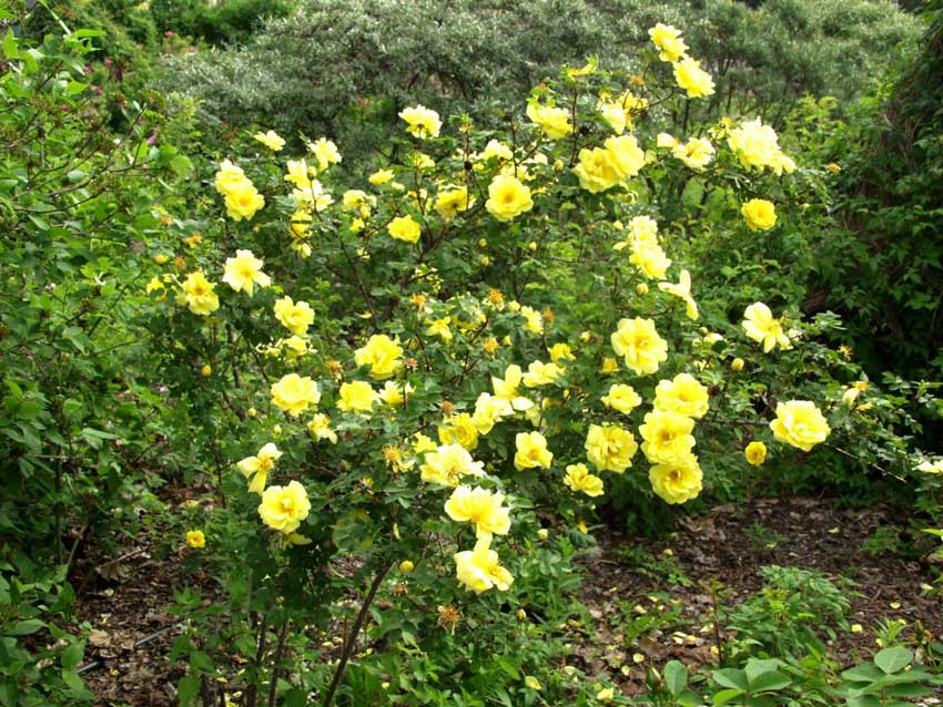 Ruusupensas